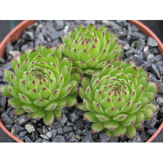 Sempervivum Polarnacht Rojnik