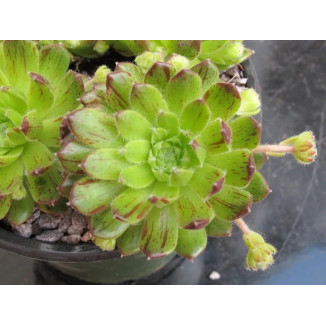 Sempervivum Polo Loco Rojnik