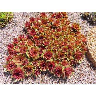 Sempervivum Popocatepetl Rojnik