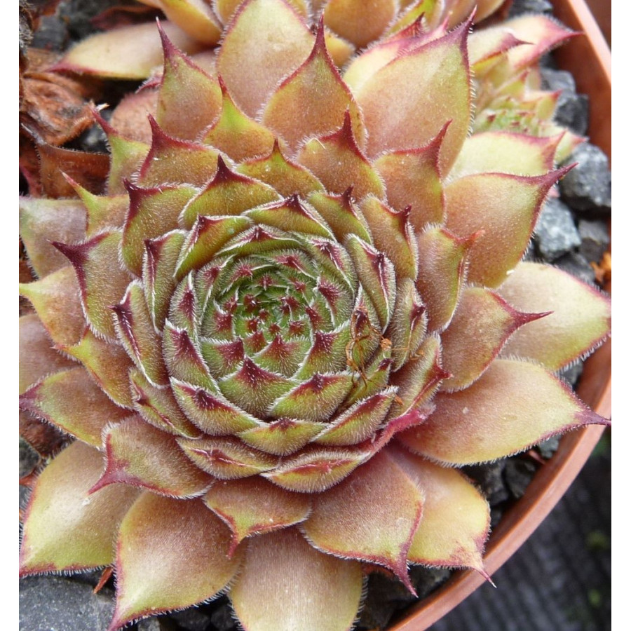 Sempervivum Proud Zella Rojnik