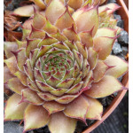 Sempervivum Proud Zella Rojnik