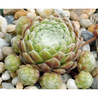 Sempervivum Punta Niva Rojnik