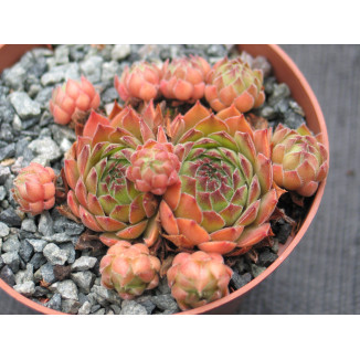 Sempervivum Purdy's 90-1 Rojnik