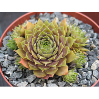 Sempervivum Purple Beauty Rojnik