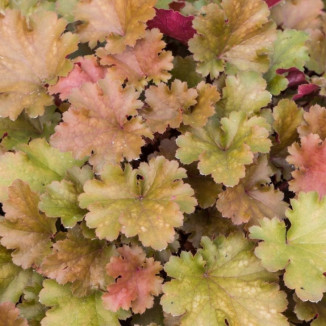 Heuchera Amberosus Żurawka