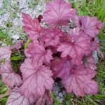 Heuchera Grape Soda Żurawka