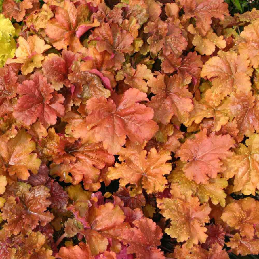 Heuchera Marmalade Żurawka