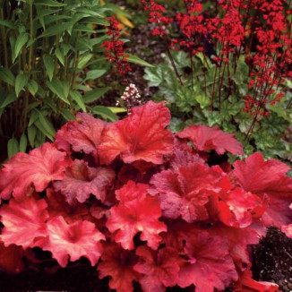 Heuchera Rio