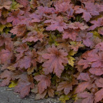 Heucherella Hopscotch Żuraweczka (Żurawka)