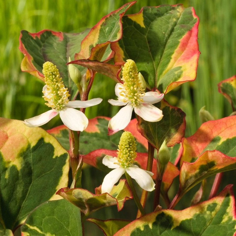 Houttuynia cordata Chameleon Tawułka sercowata