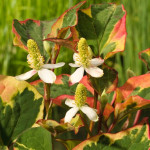 Houttuynia cordata Chameleon Tawułka sercowata