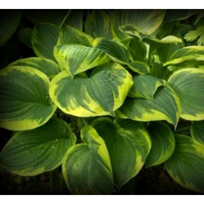 Hosta Fortunei Aureomaculata Funkia