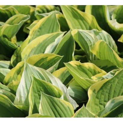 Hosta Fortunei Aureomarginata Funkia