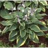 Hosta Fortunei Aureomarginata Funkia