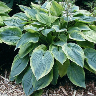 Hosta Alvatine Taylor Funkia
