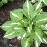 Hosta Ann Kulpa Funkia