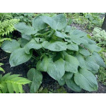 Hosta Blue Ummbrelas Funkia Hosta Blue Ummbrelas Funkia