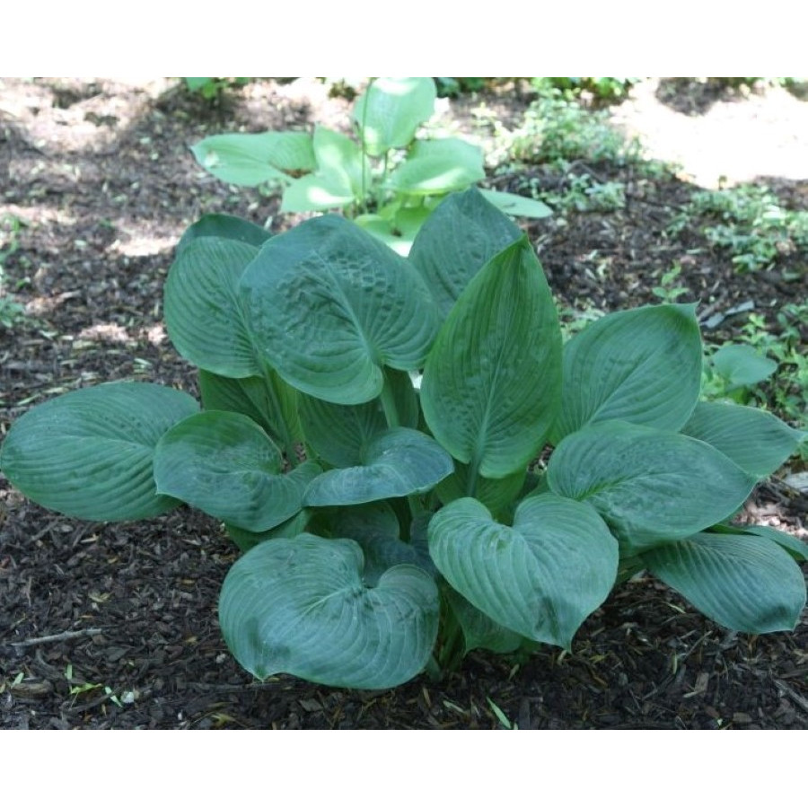 Hosta Blue Ummbrelas Funkia