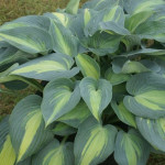 Hosta Catherine Funkia Hosta Catherine Funkia
