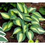 Hosta Catherine Funkia Hosta Catherine Funkia