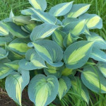 Hosta Catherine Funkia Hosta Catherine Funkia