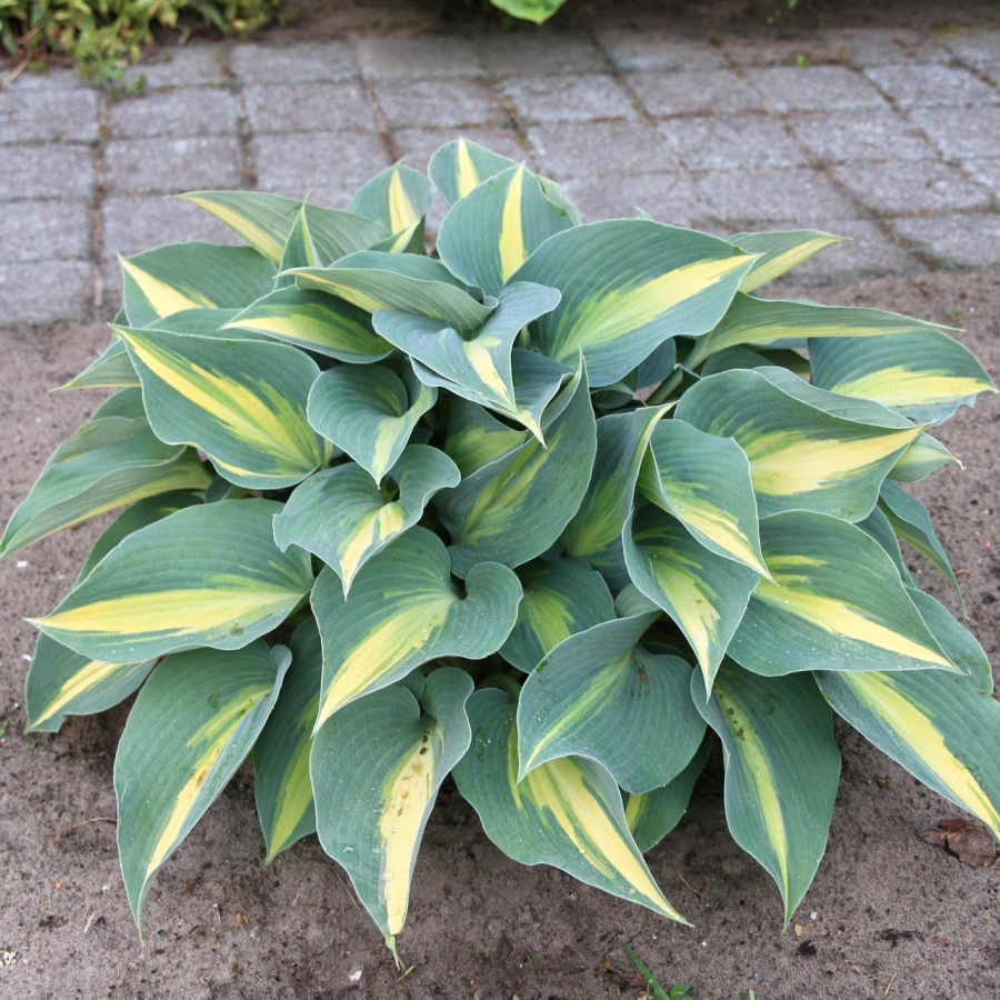 Hosta Catherine Funkia