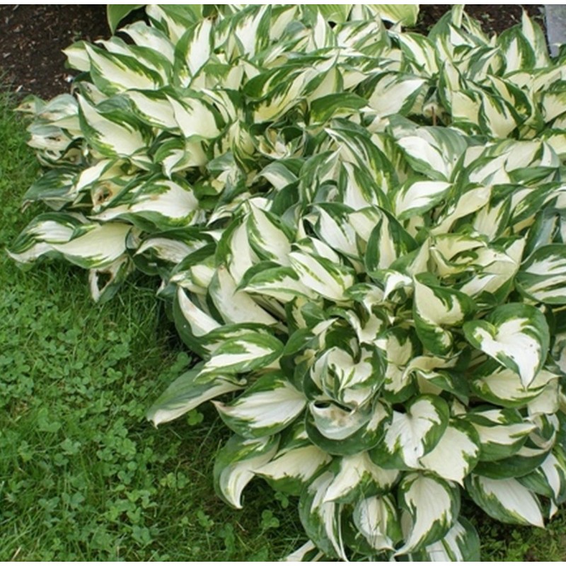 Hosta Fire And Ice Funkia Rosliny Od Ogrodnika