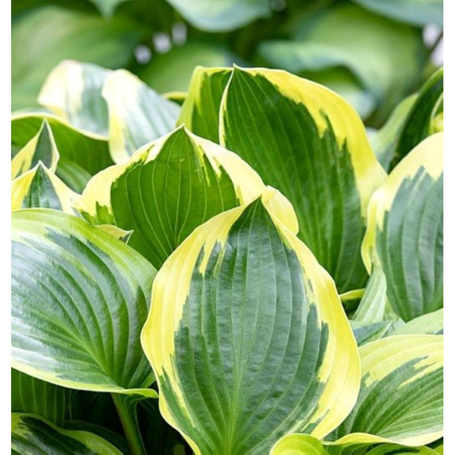 Hosta Queen Josephine Funkia