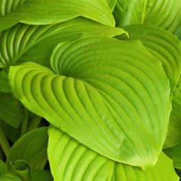 Hosta Sum und Substance Funkia