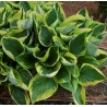 Hosta Twilight Funkia