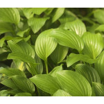 Hosta Fried Bananas