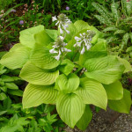 Hosta Fried Bananas