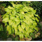 Hosta Fried Bananas