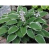 Hosta Frosted Jade
