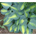 Hosta Grand Marquee