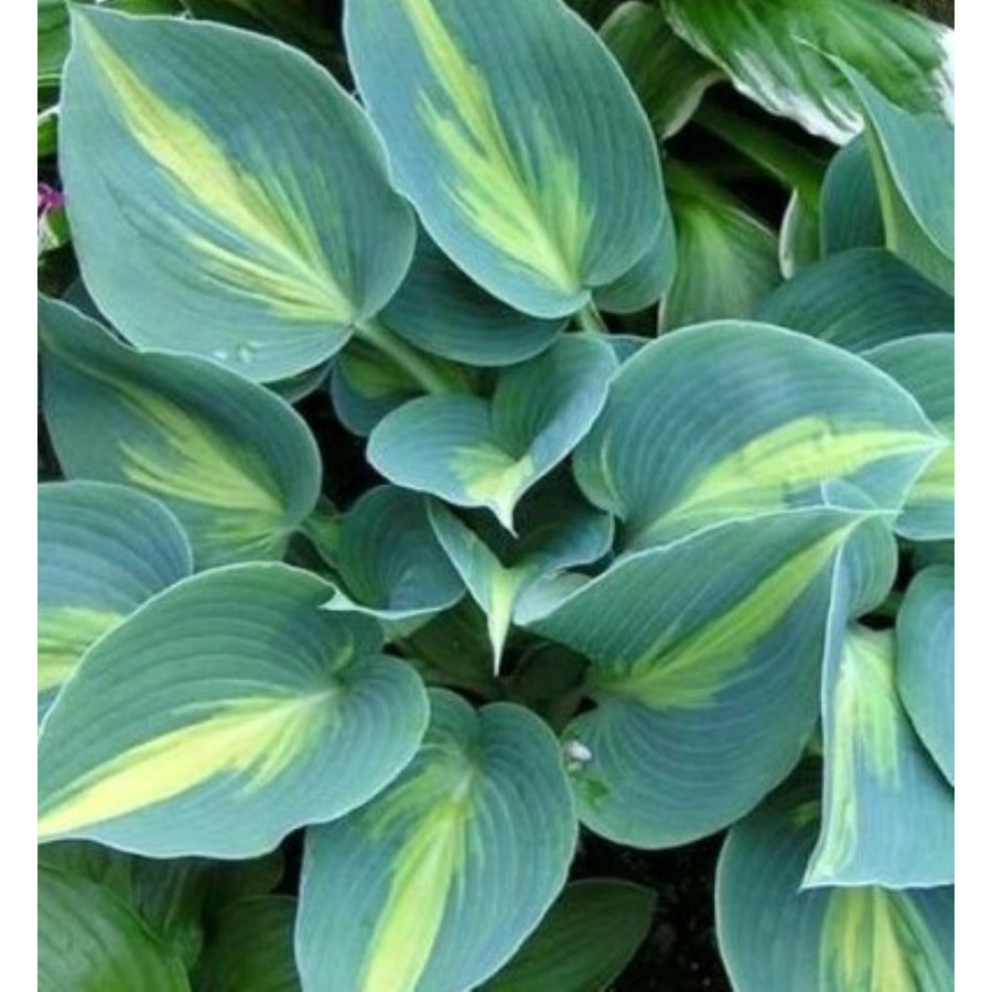 Hosta Grand Marquee