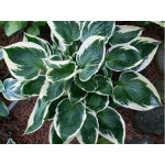 Hosta Karin