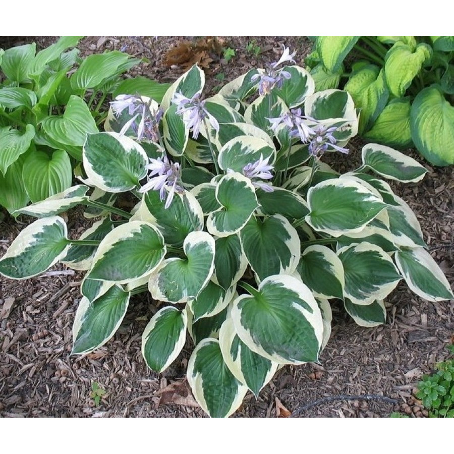 Hosta Karin