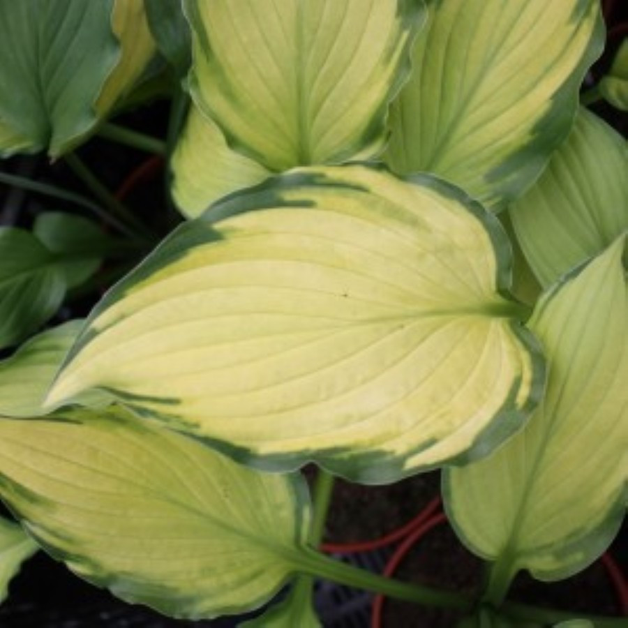 Hosta Lady Guinevere