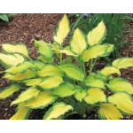 Hosta Lady Guinevere Hosta Lady Guinevere