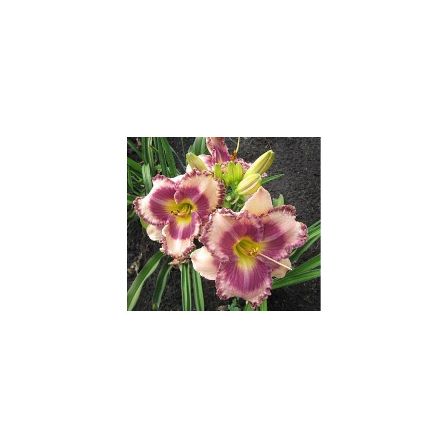 Hemerocallis Bluberry Cream Liliowiec