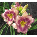 Hemerocallis Bluberry Cream Liliowiec