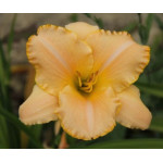 Hemerocallis Beyond New Milenium