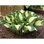 Hosta Pathfinger Hosta Pathfinger