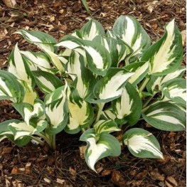 Hosta Paul Revere