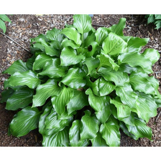 Hosta Red Stepper