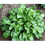 Hosta Red Stepper