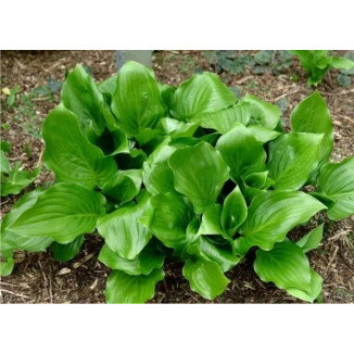 Hosta Red Stepper