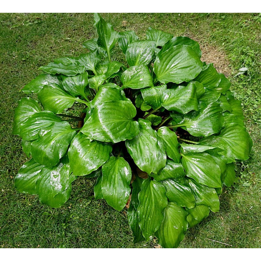 Hosta Red Stepper