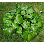 Hosta Red Stepper